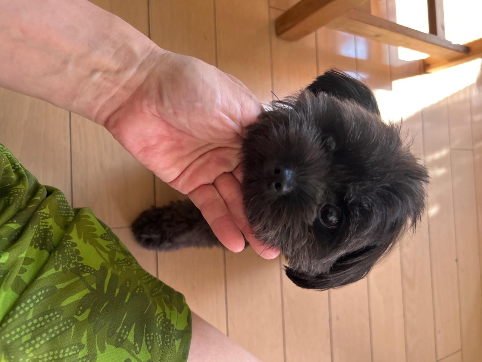 保護された犬 保護された犬