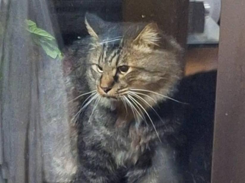 目撃された猫 目撃された猫