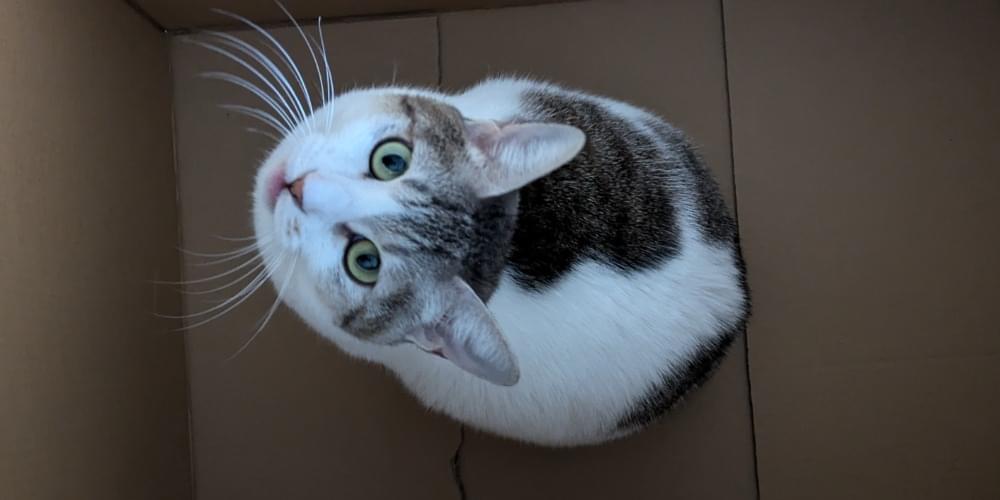 ブチ模様のサバ猫を探しています。