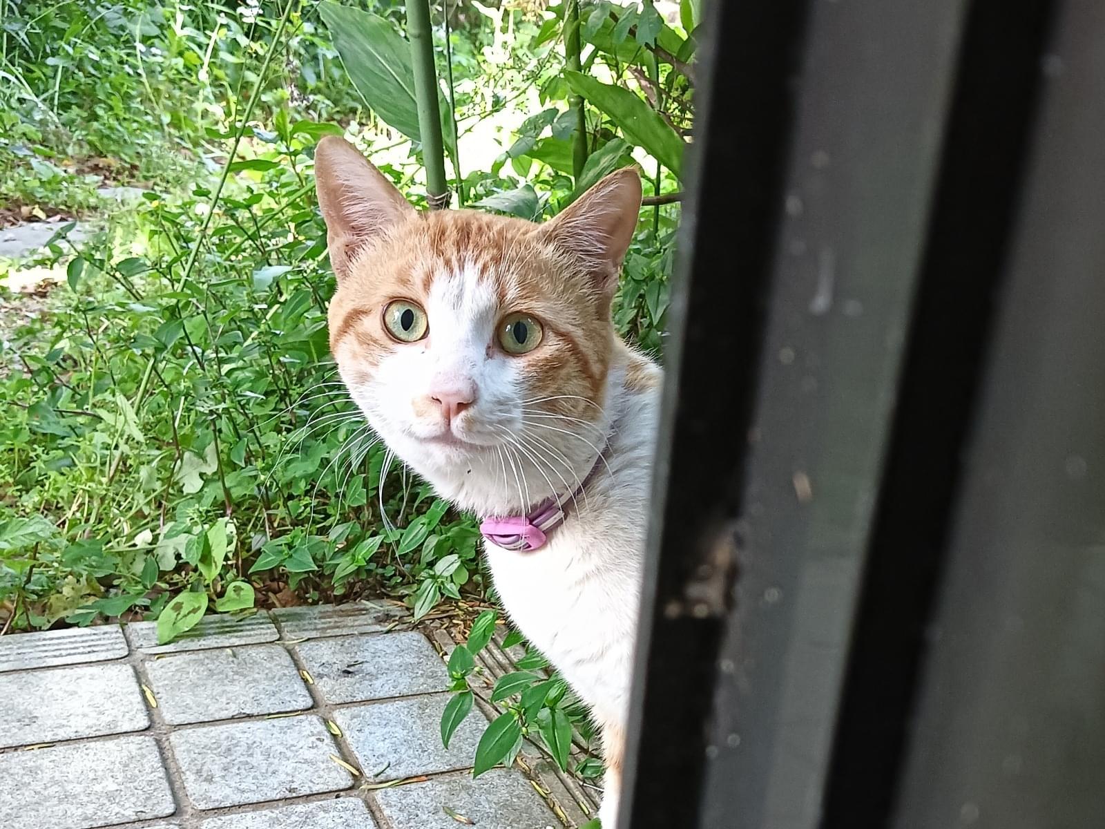 目撃された猫