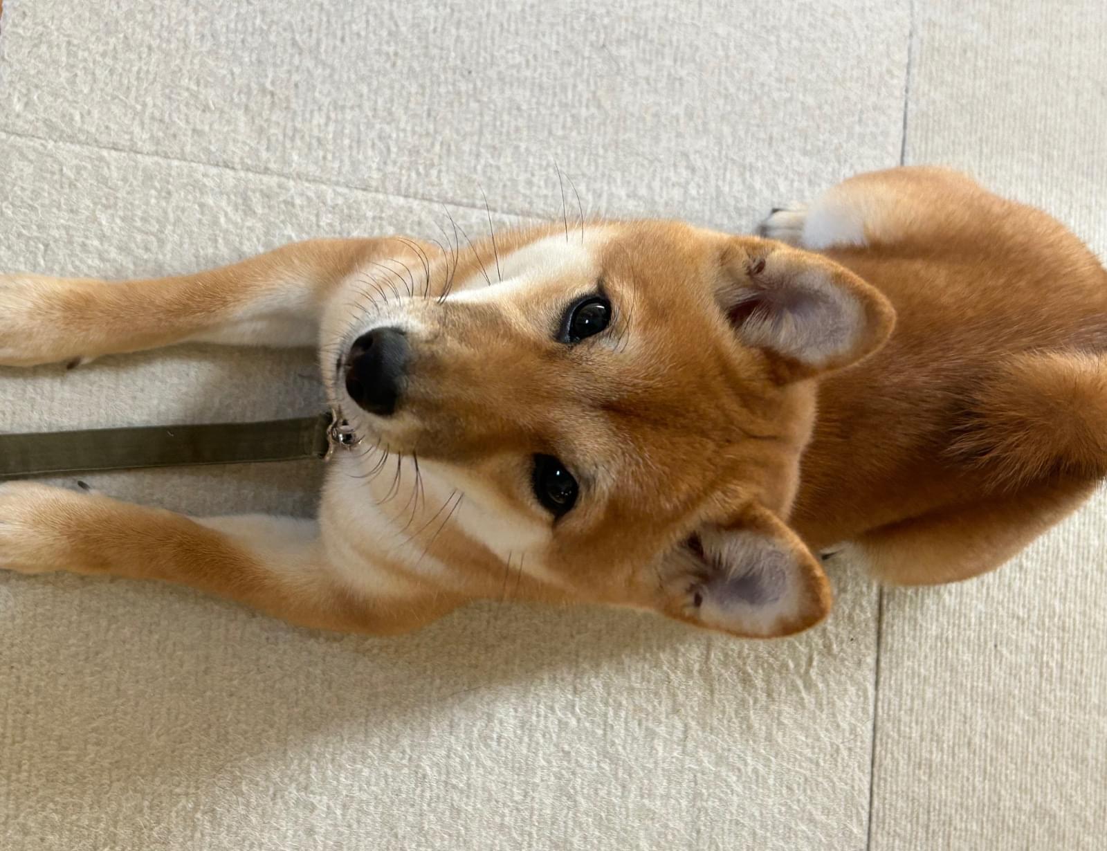 水色のリードをつけた茶色の豆柴を探しています