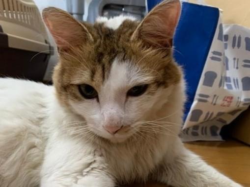保護された猫 保護された猫