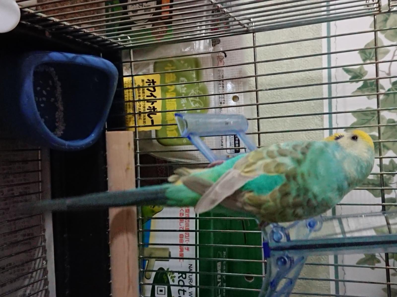 保護された鳥 保護された鳥
