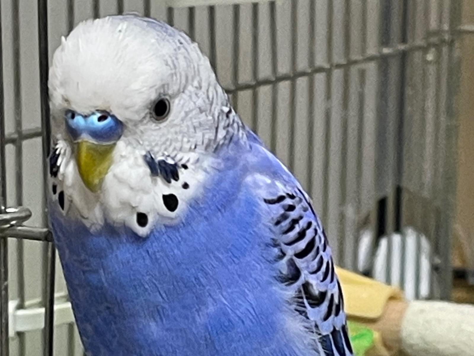 保護された鳥 保護された鳥