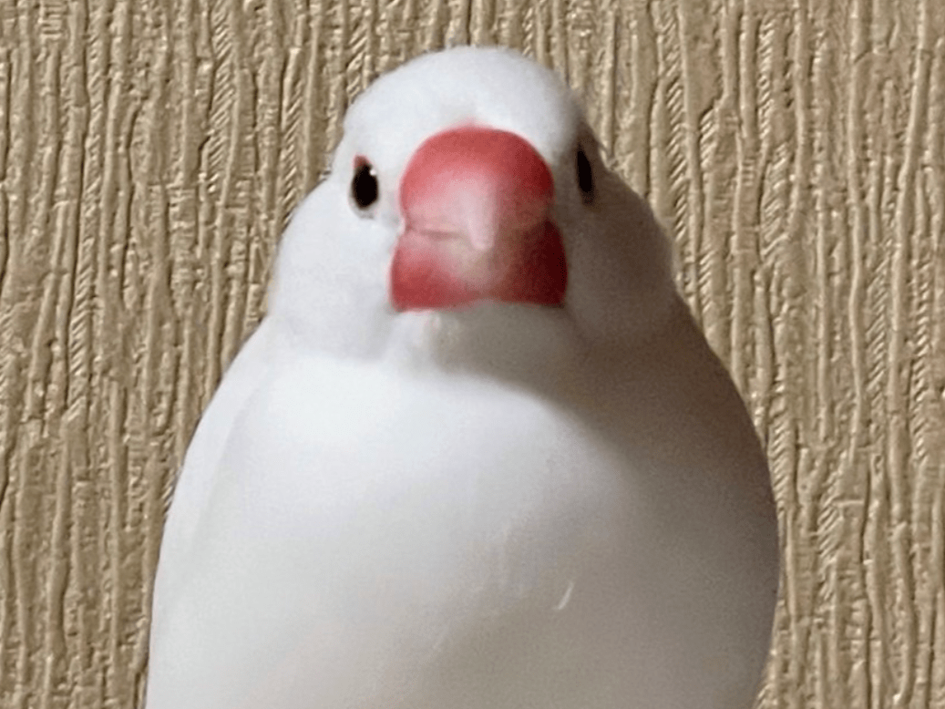 ブンちゃん ブンちゃん