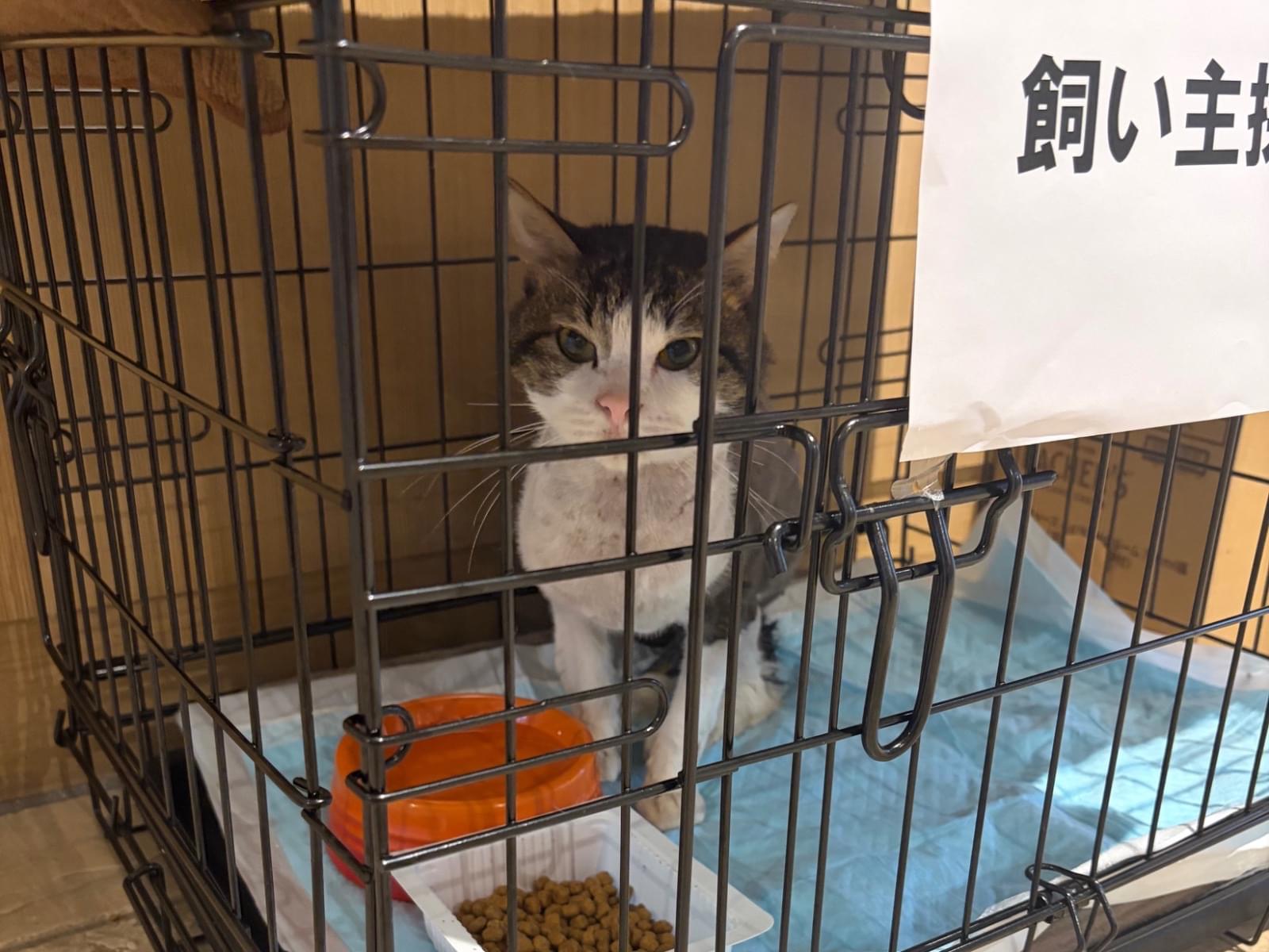 保護された猫 保護された猫