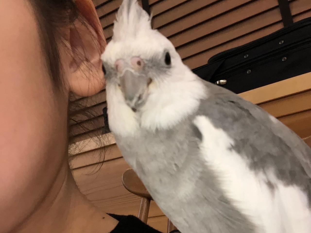 エルアちゃん エルアちゃん