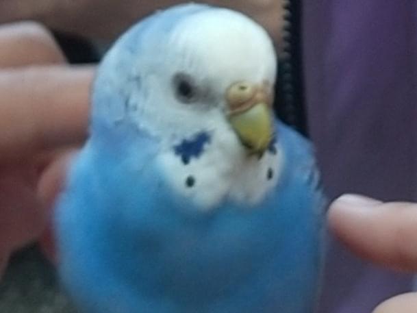 目撃された鳥 目撃された鳥