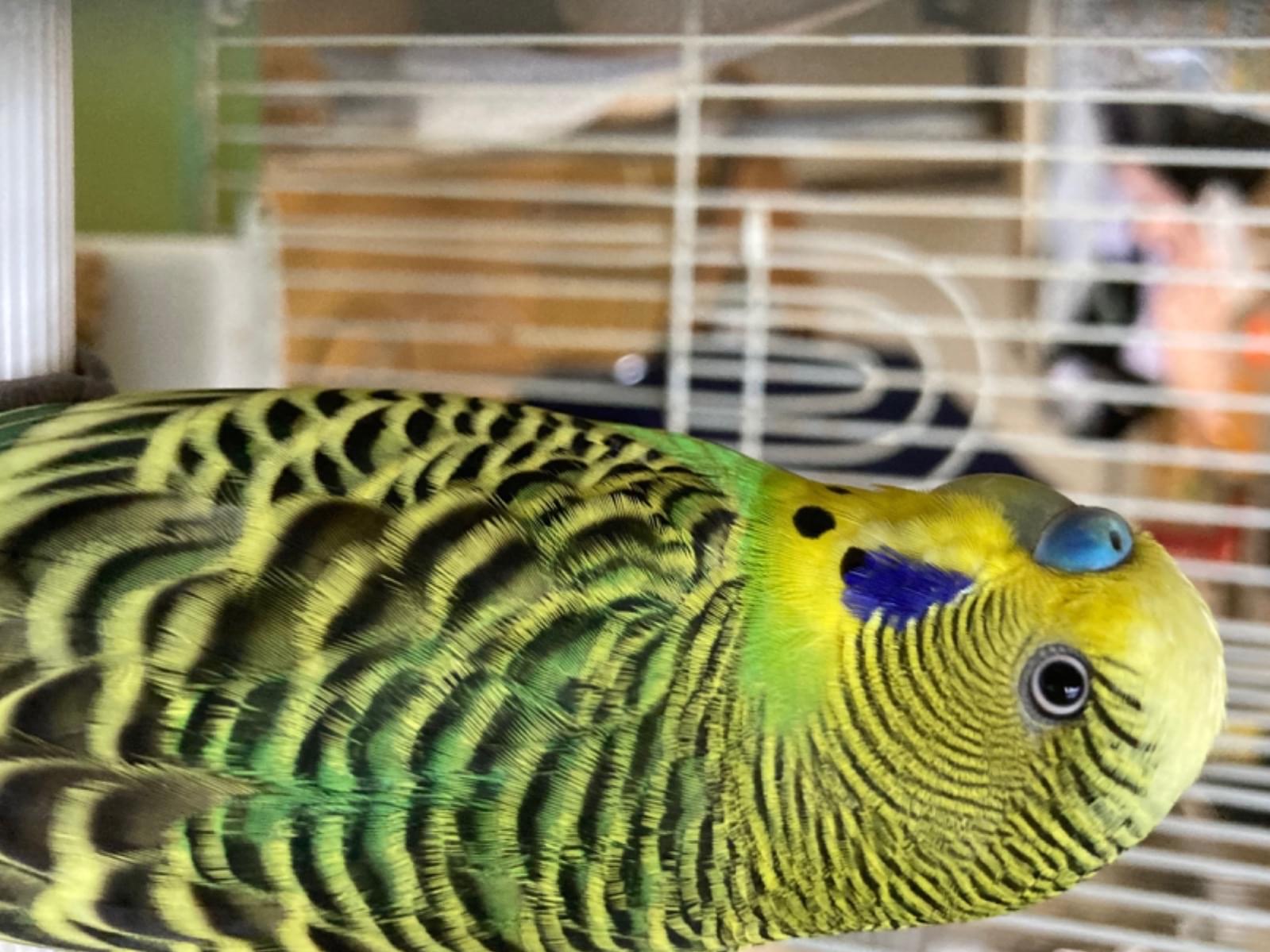 保護された鳥 保護された鳥