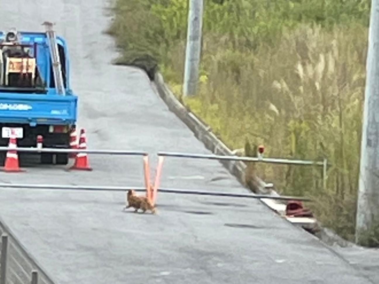 目撃された犬 目撃された犬