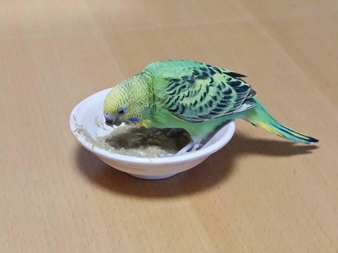ぴーちゃん ぴーちゃん