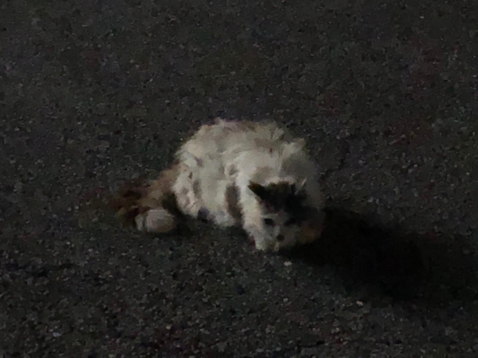 保護された猫 保護された猫