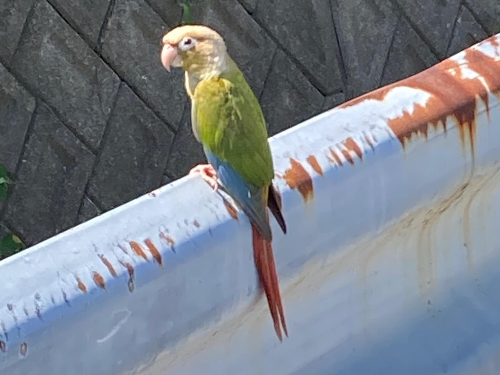 目撃された鳥 目撃された鳥