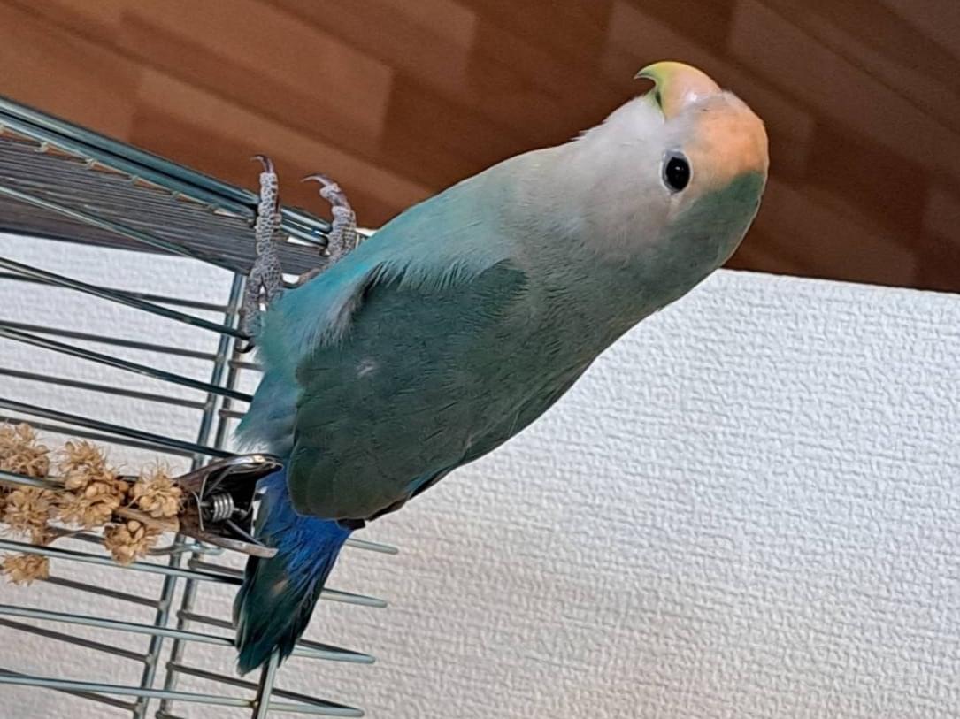 コウメちゃん コウメちゃん