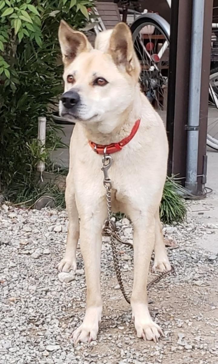 雑種 中型犬 クリーム色のワンコを探しています