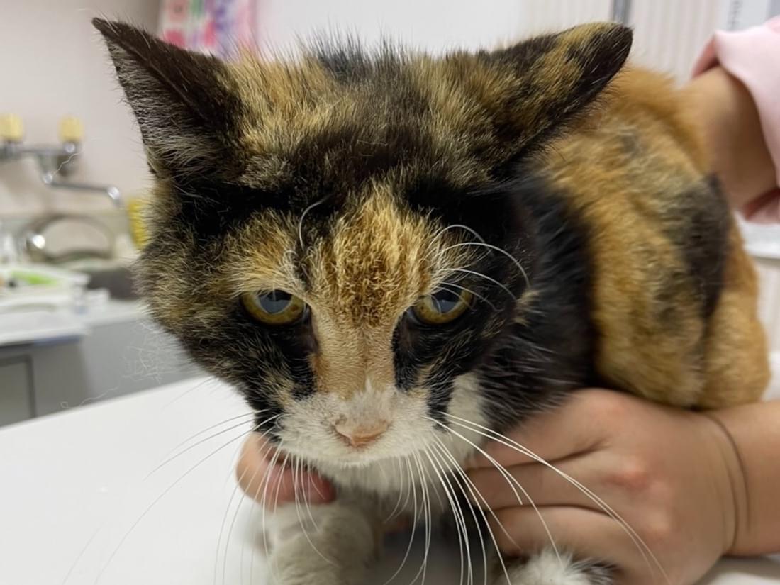 保護された猫 保護された猫