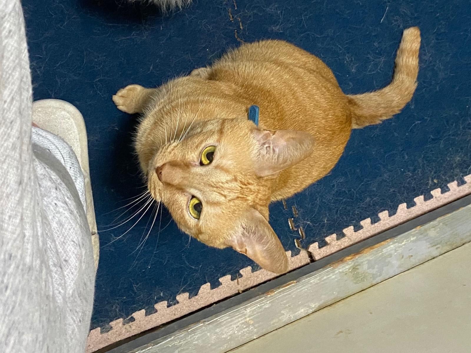 たまごちゃん たまごちゃん