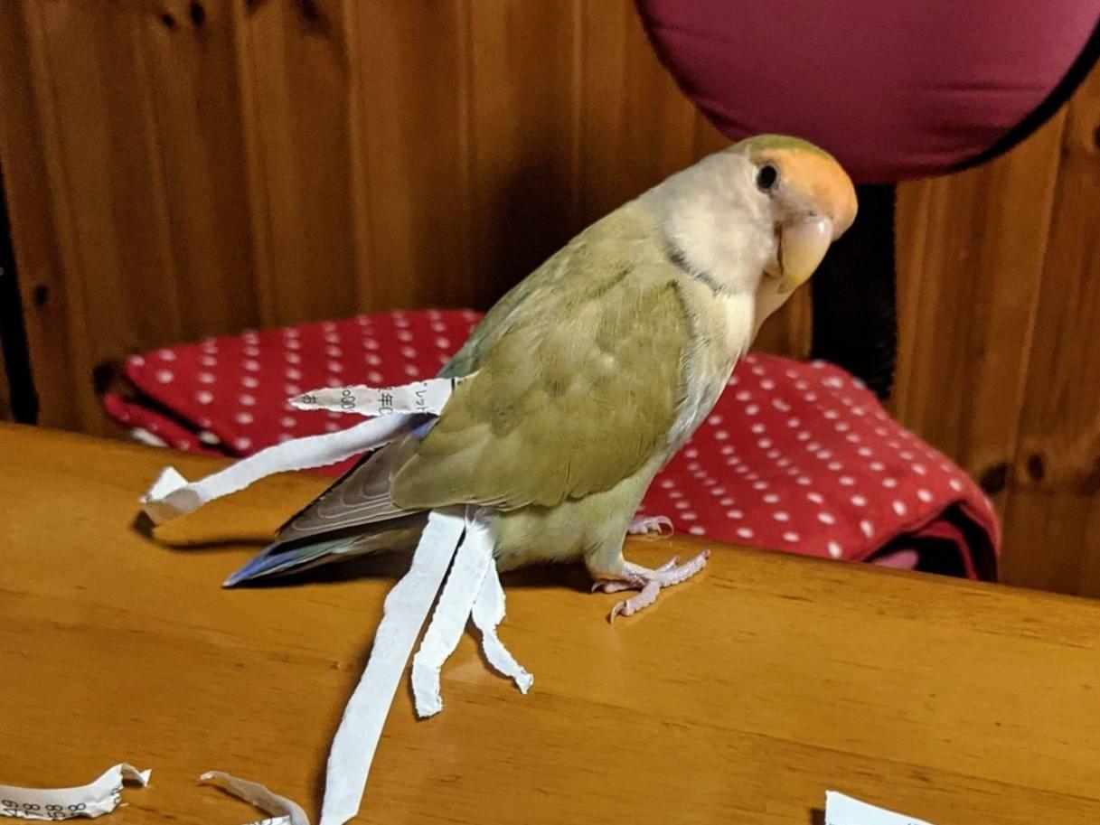 こんぺいちゃん こんぺいちゃん