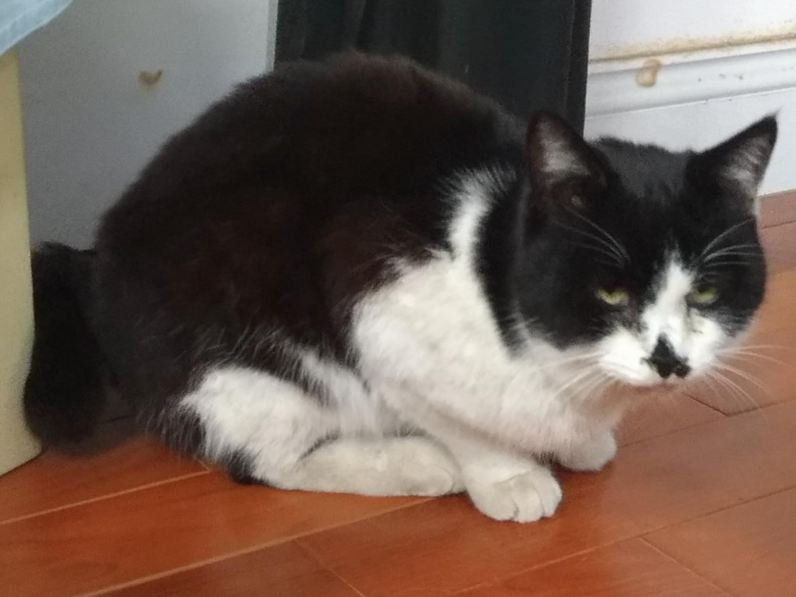 目撃された猫 目撃された猫