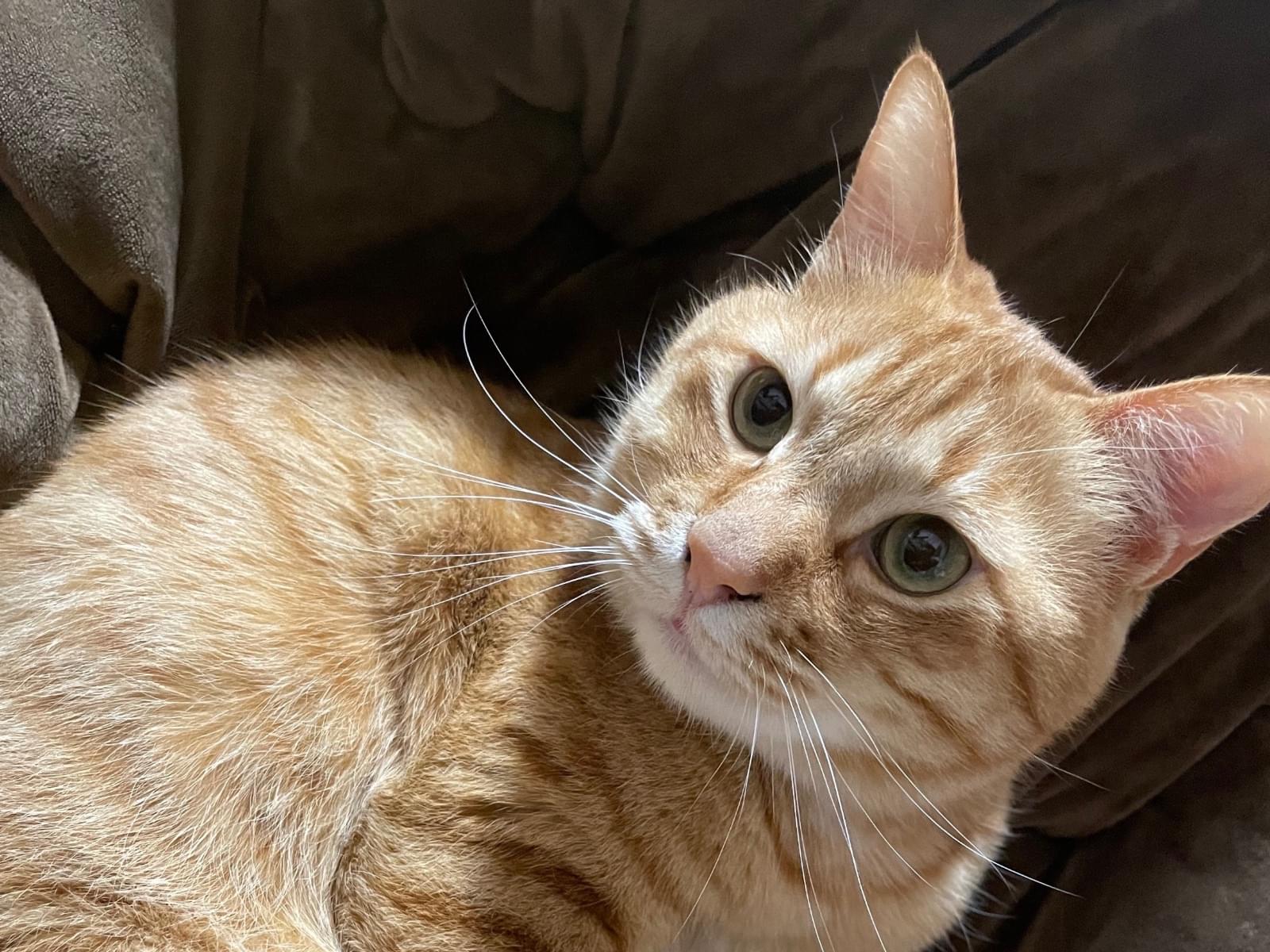 ニックちゃん ニックちゃん