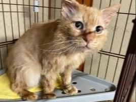 保護された猫 保護された猫
