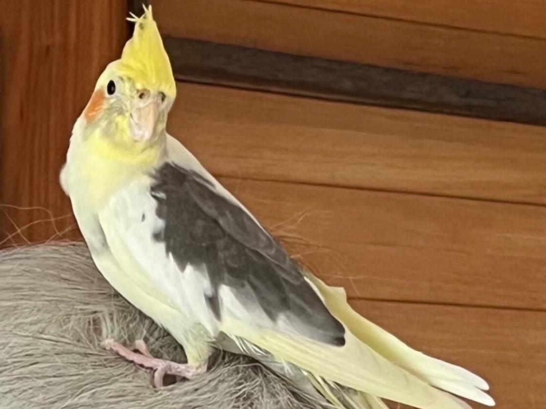 ルークちゃん