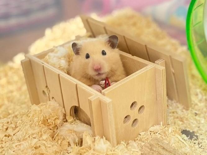 マメちゃん マメちゃん