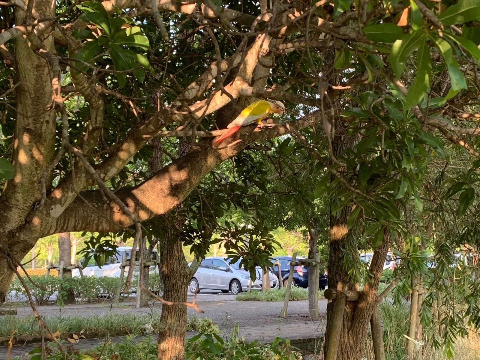 保護された鳥 保護された鳥