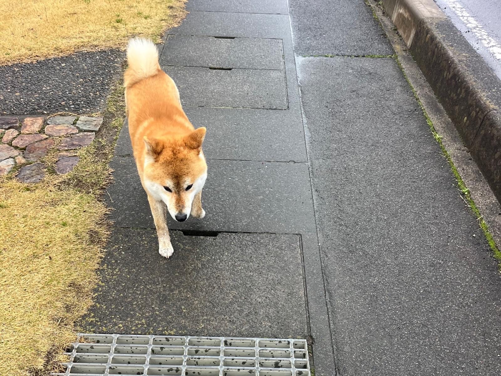 目撃された犬