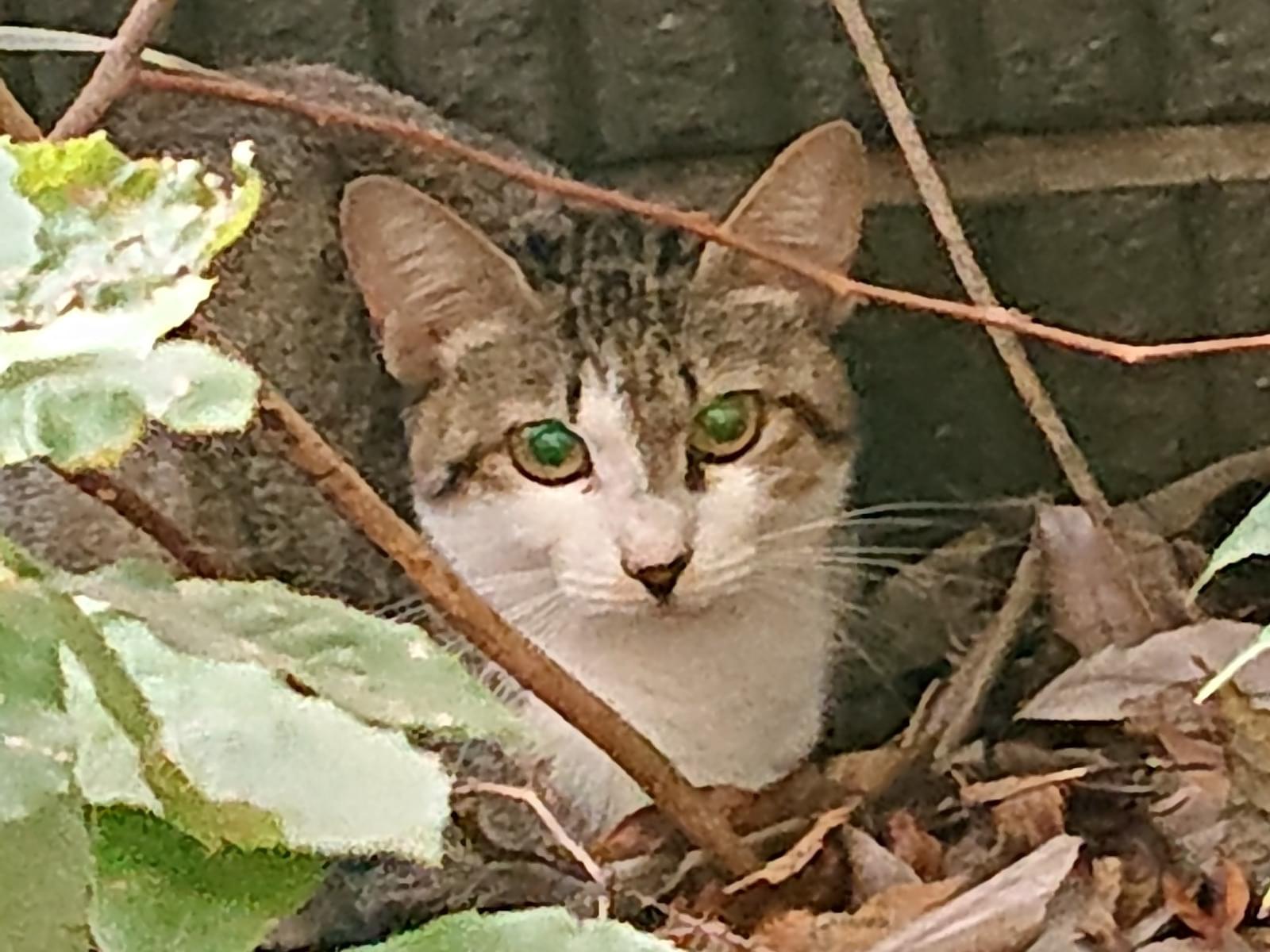 目撃された猫 目撃された猫