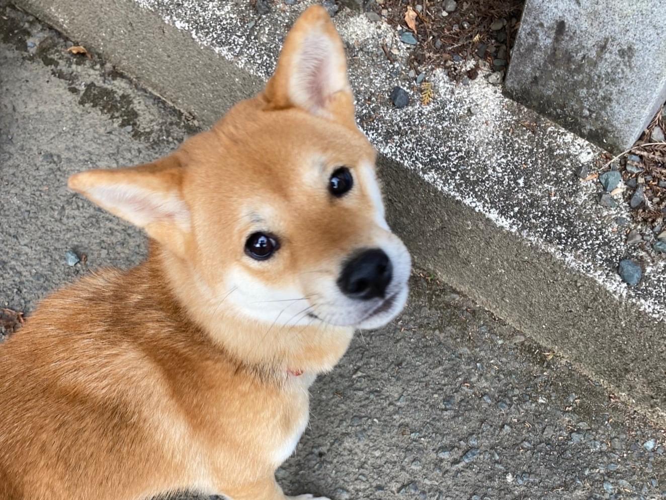 夢ちゃん 夢ちゃん