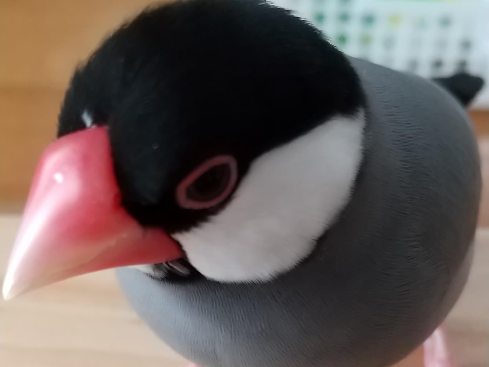 ももちゃん ももちゃん
