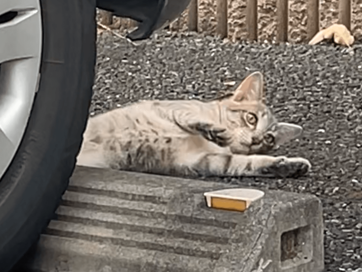 目撃された猫 目撃された猫