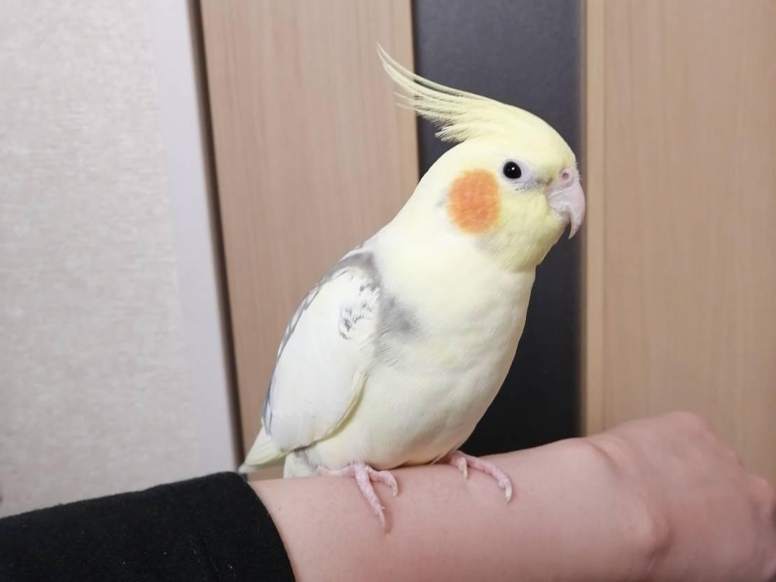 ポテちゃん ポテちゃん