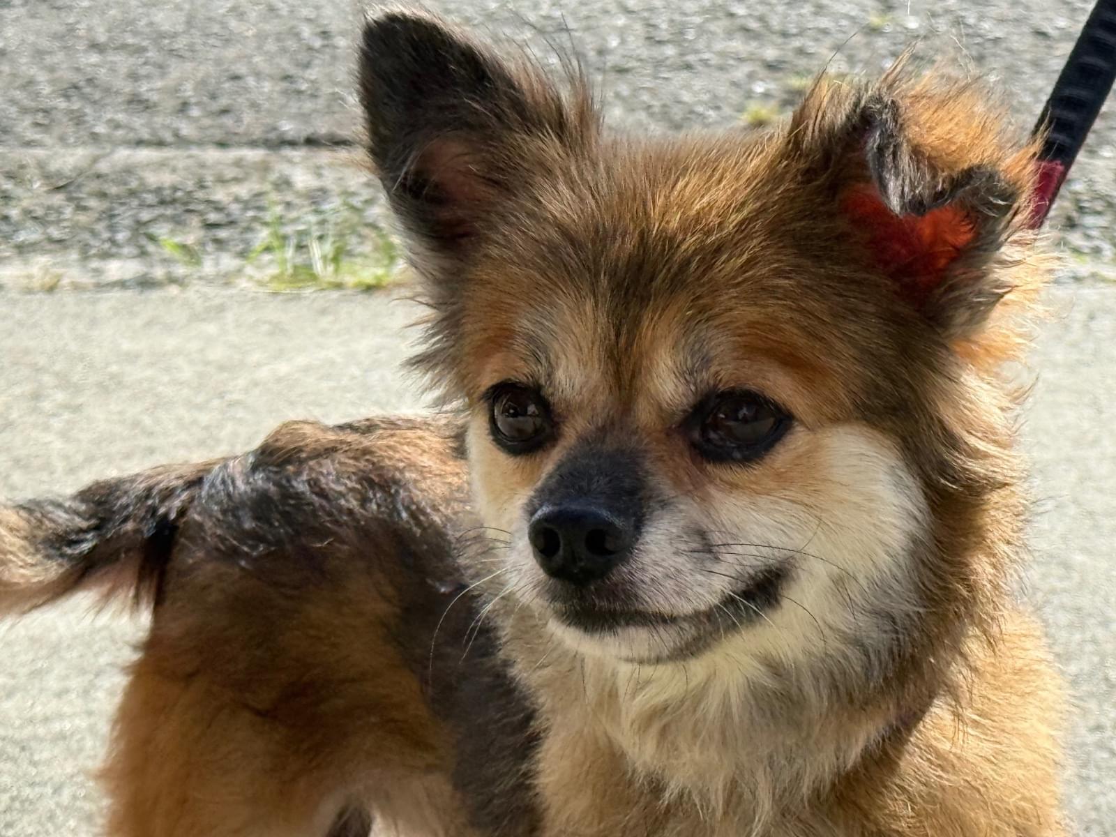 保護された犬 保護された犬