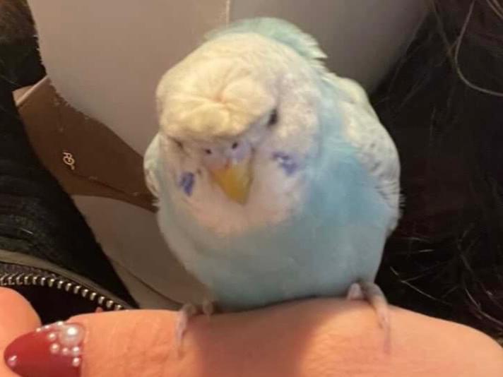 保護された鳥 保護された鳥