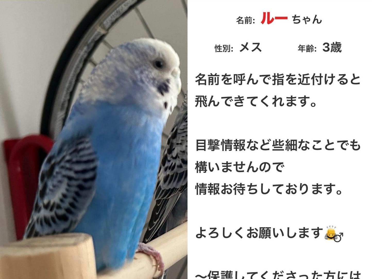 ルーちゃん ルーちゃん
