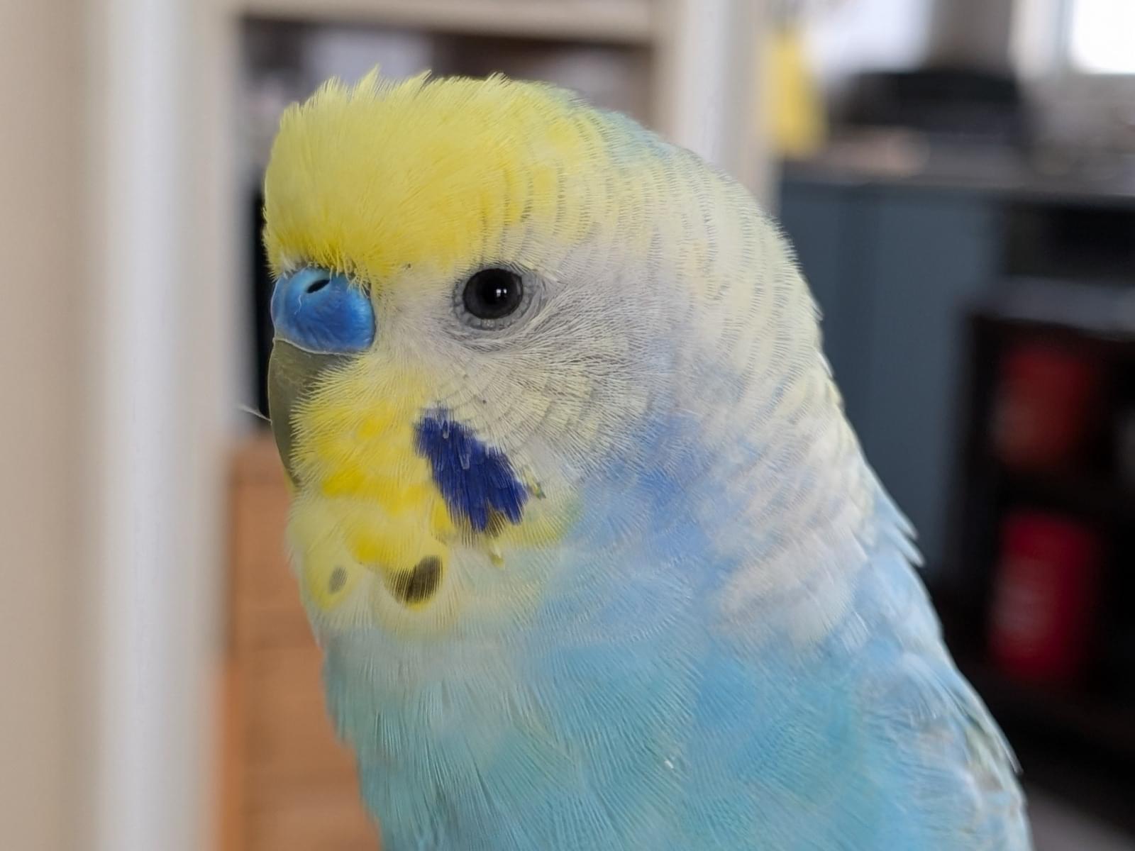 ツブちゃん ツブちゃん