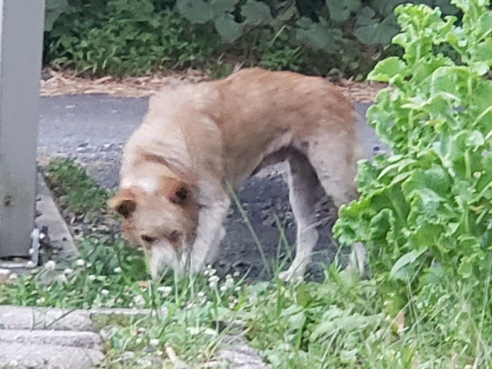 目撃された犬 目撃された犬