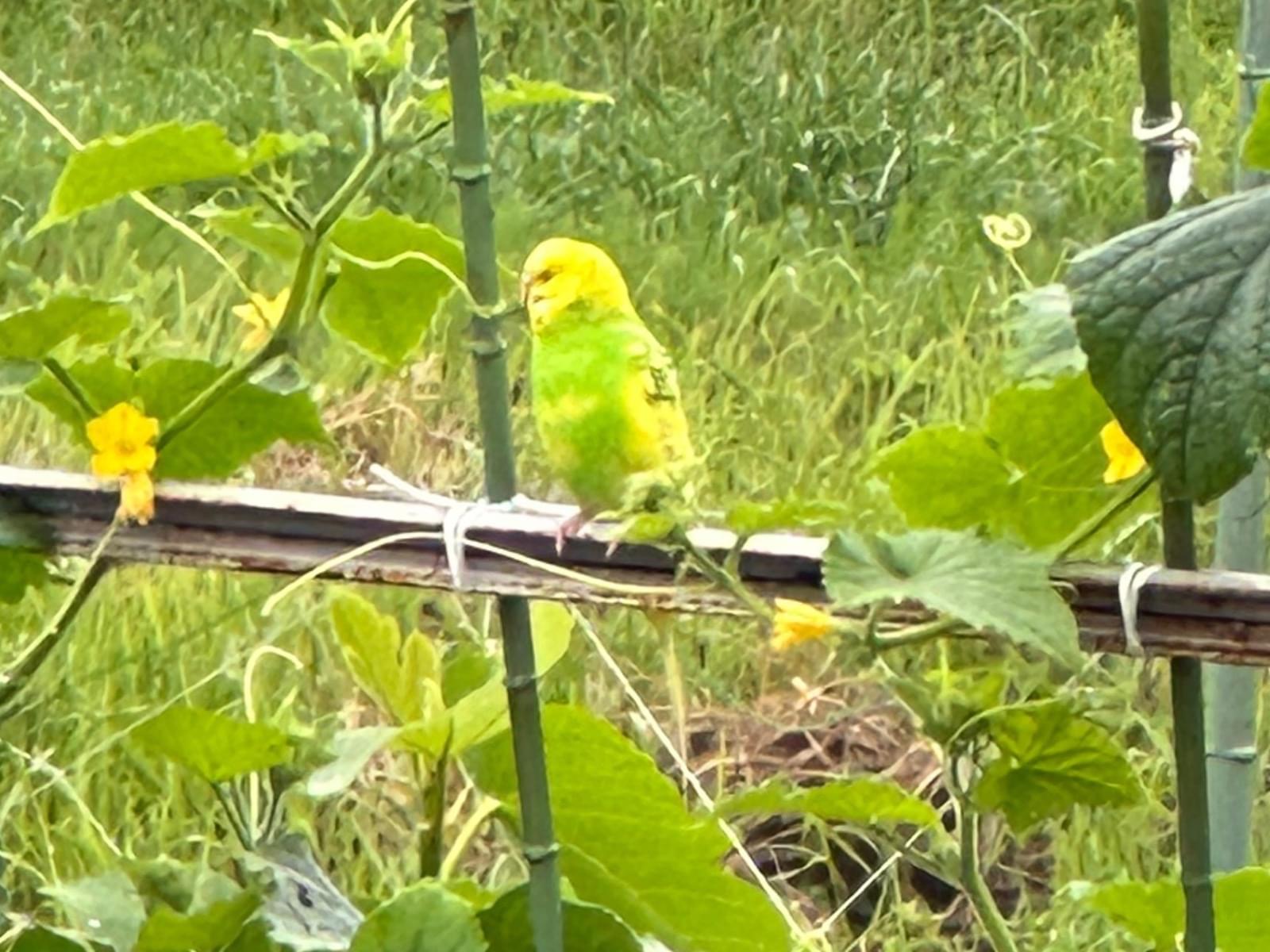 目撃された鳥 目撃された鳥