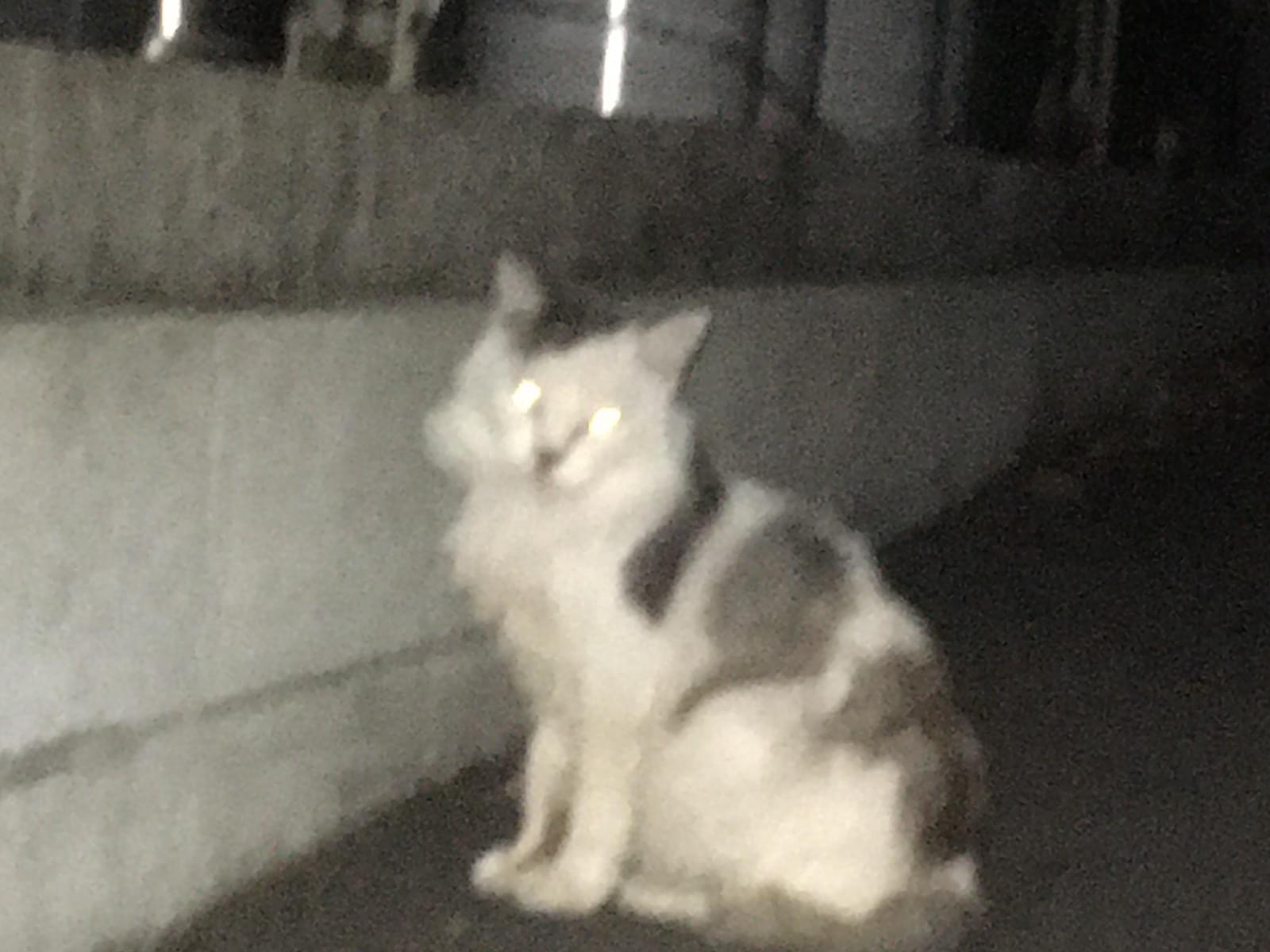 目撃された猫 目撃された猫