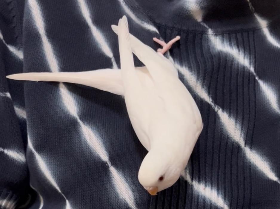 ぴーちゃん ぴーちゃん