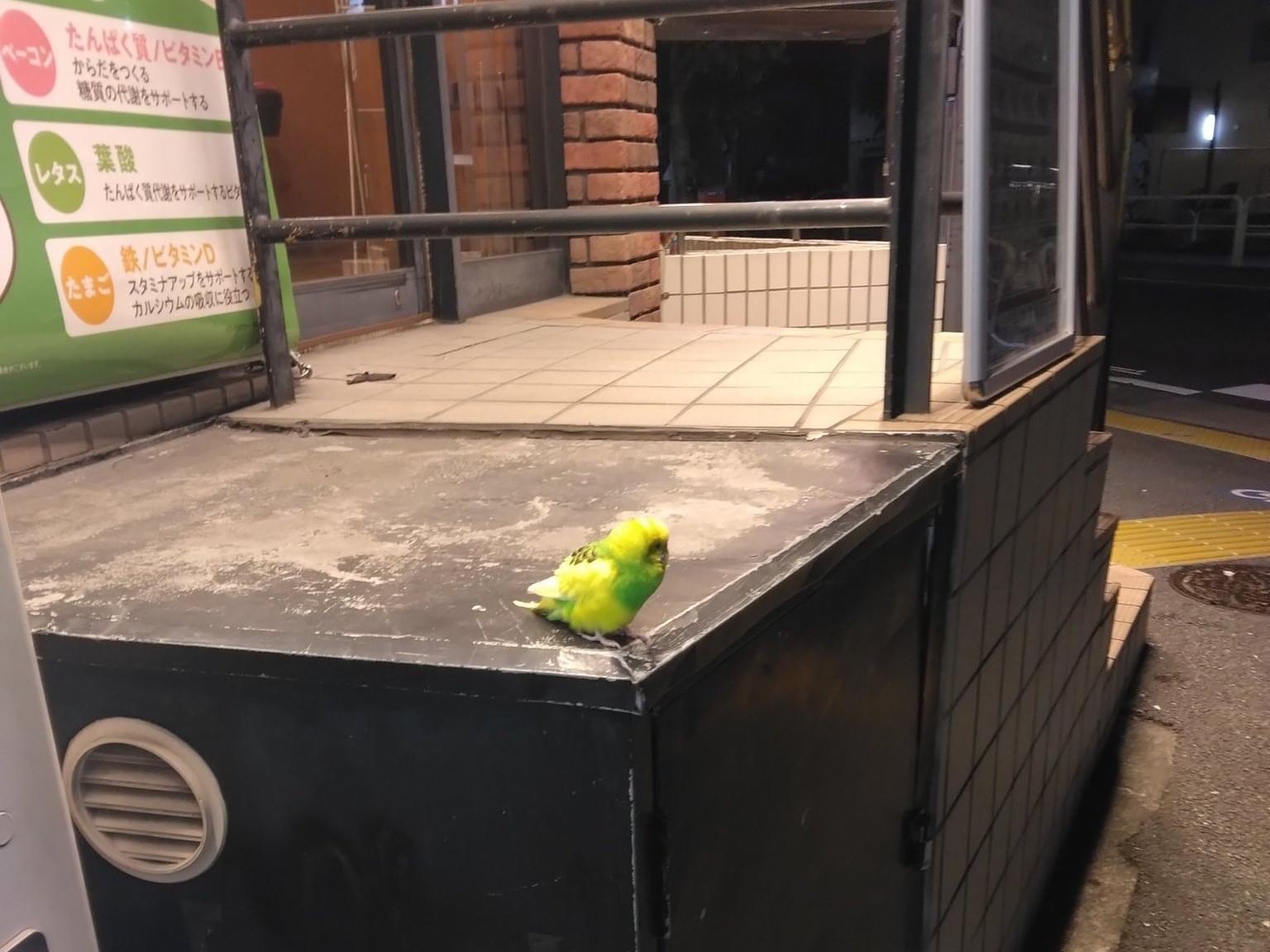目撃された鳥 目撃された鳥