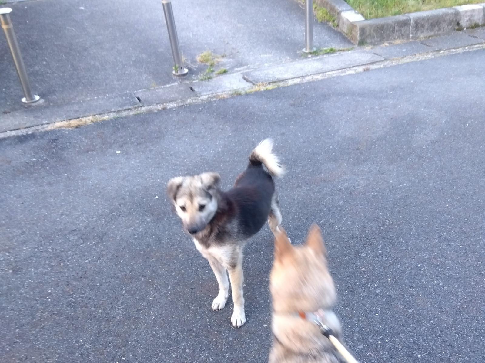 目撃された犬 目撃された犬