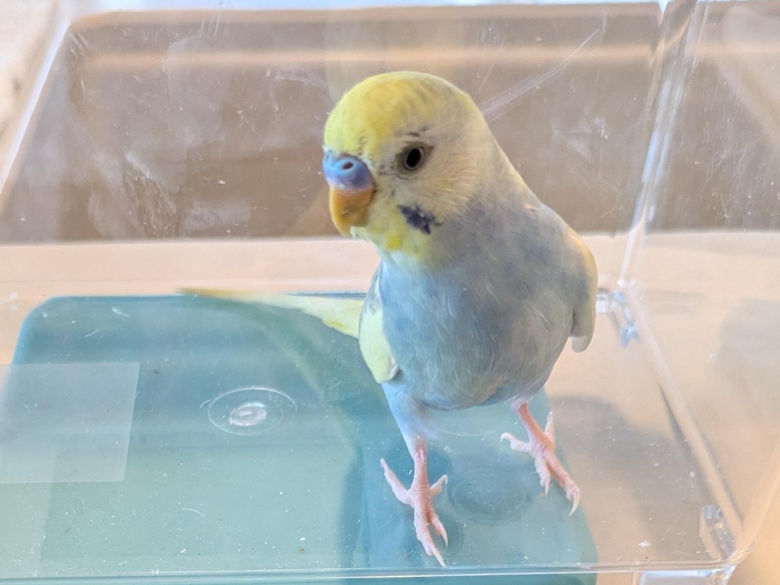 保護された鳥 保護された鳥
