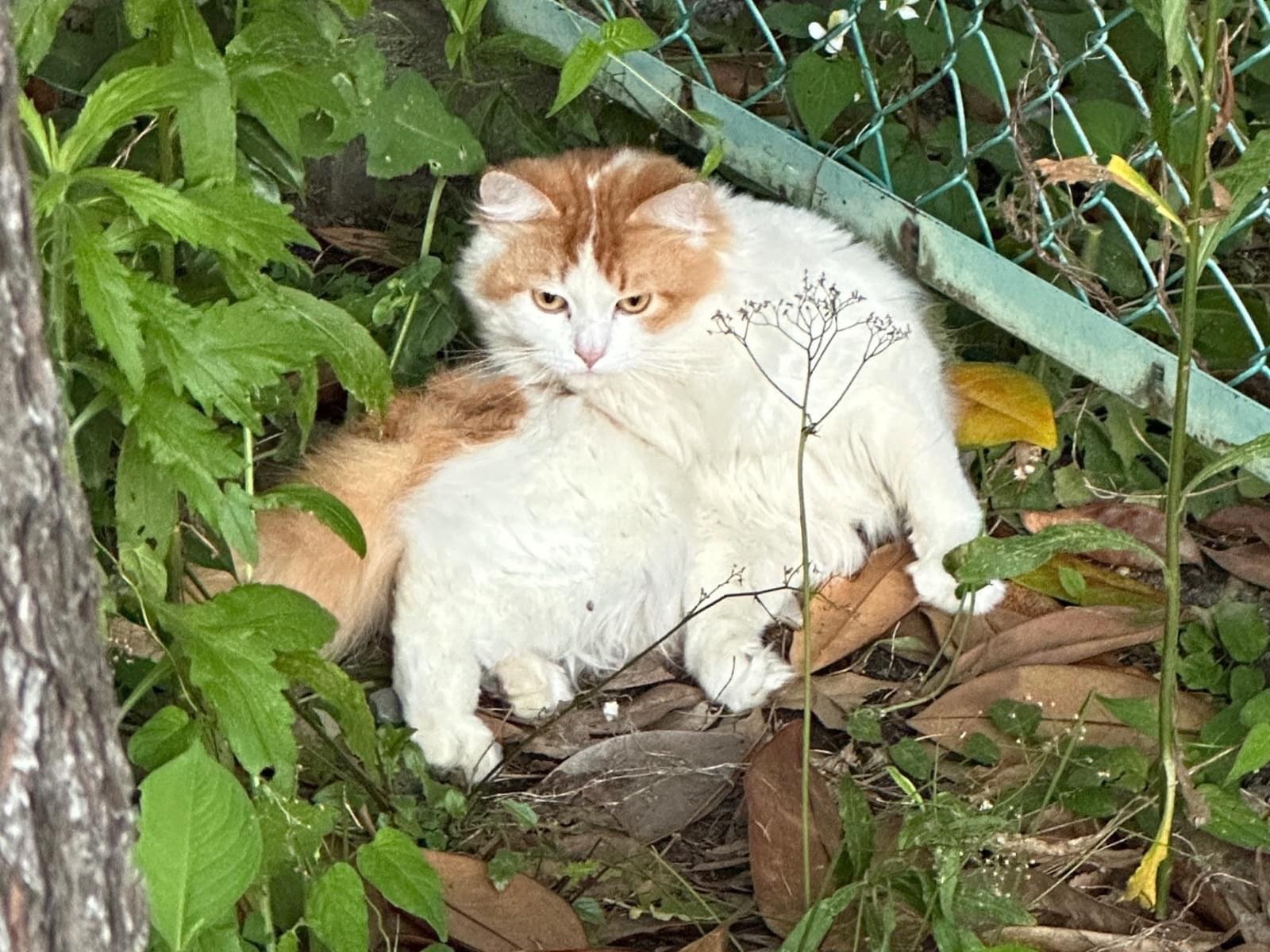 保護された猫