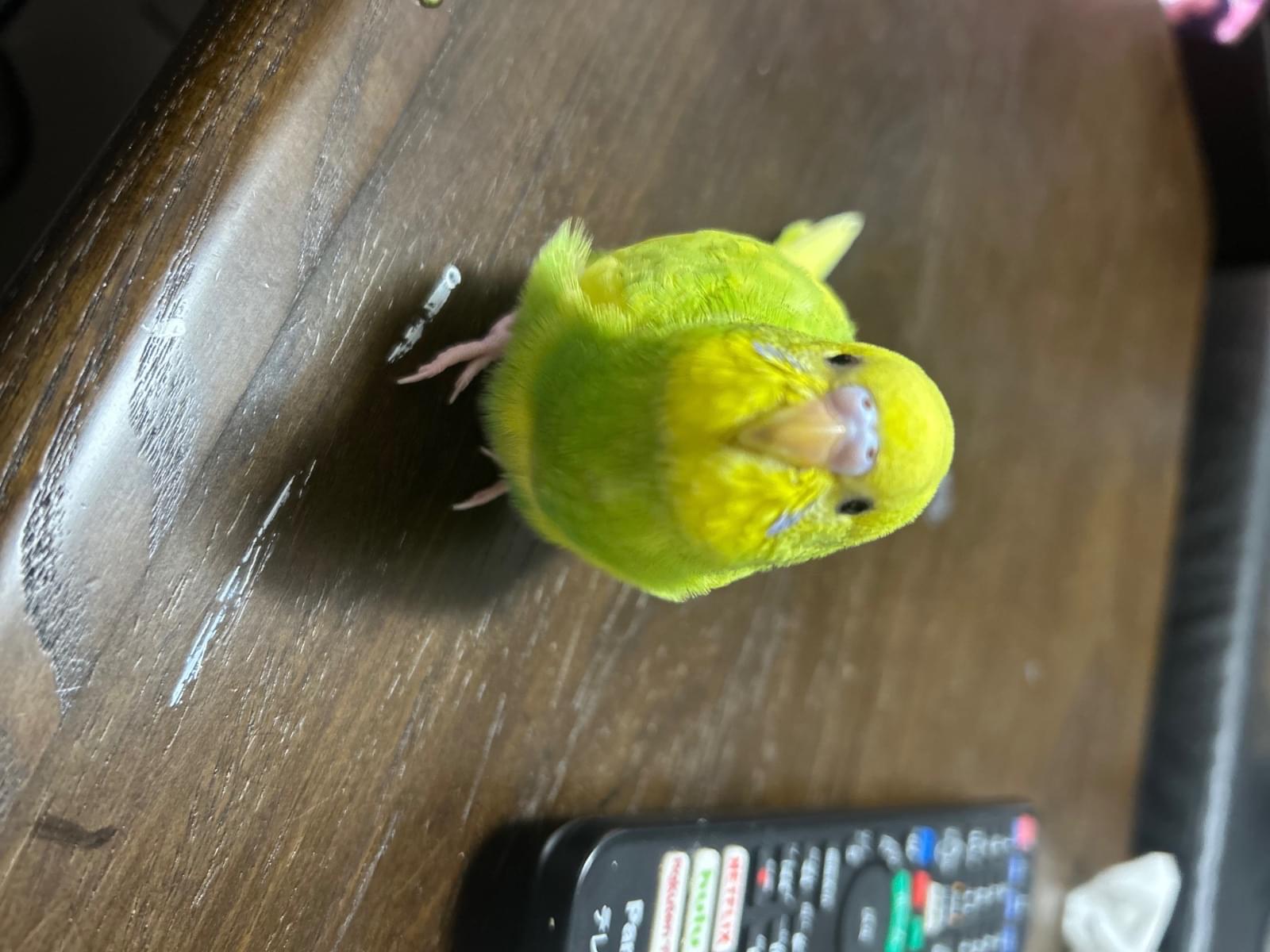ポテトちゃん ポテトちゃん