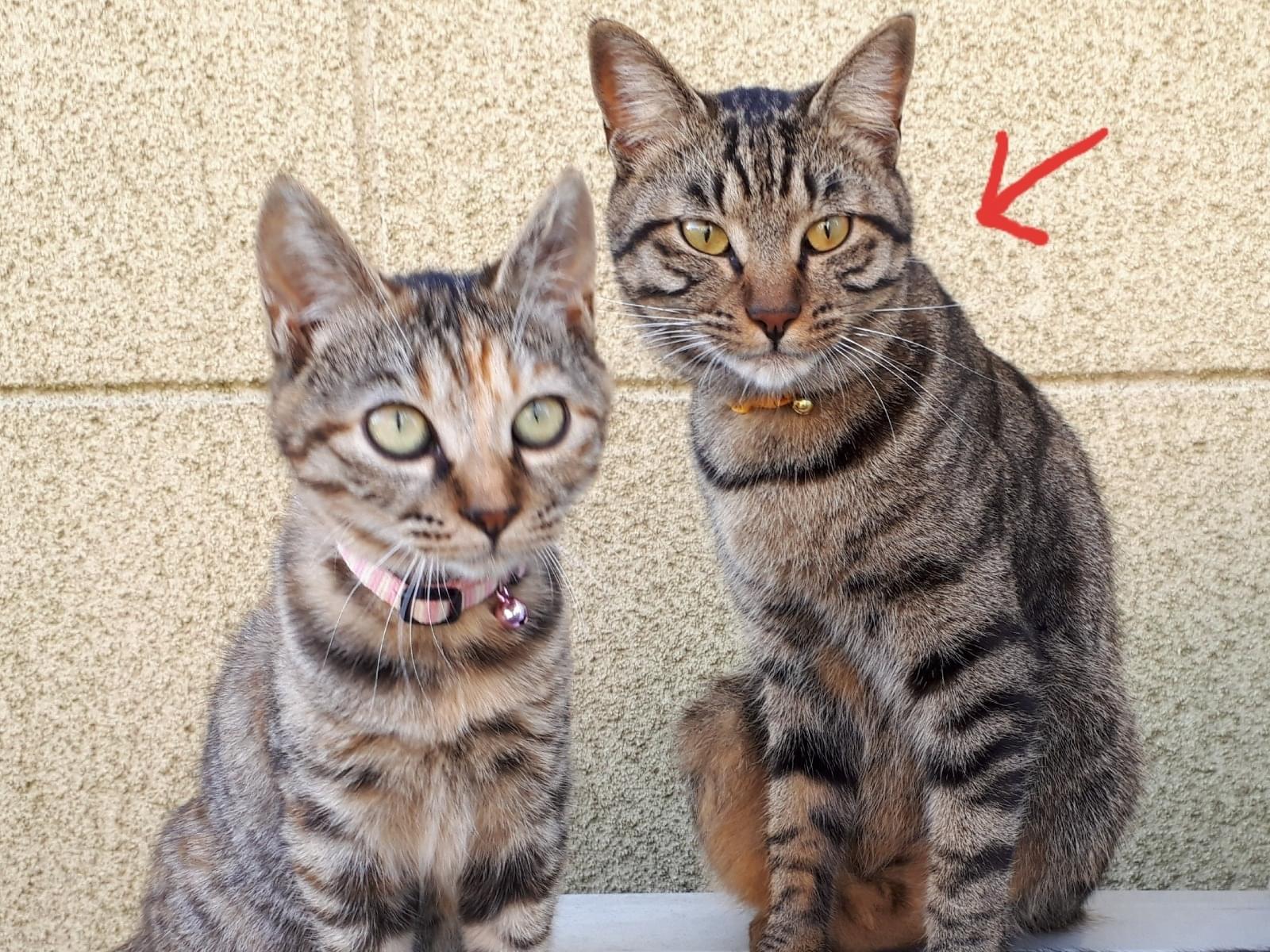 しまおちゃん しまおちゃん