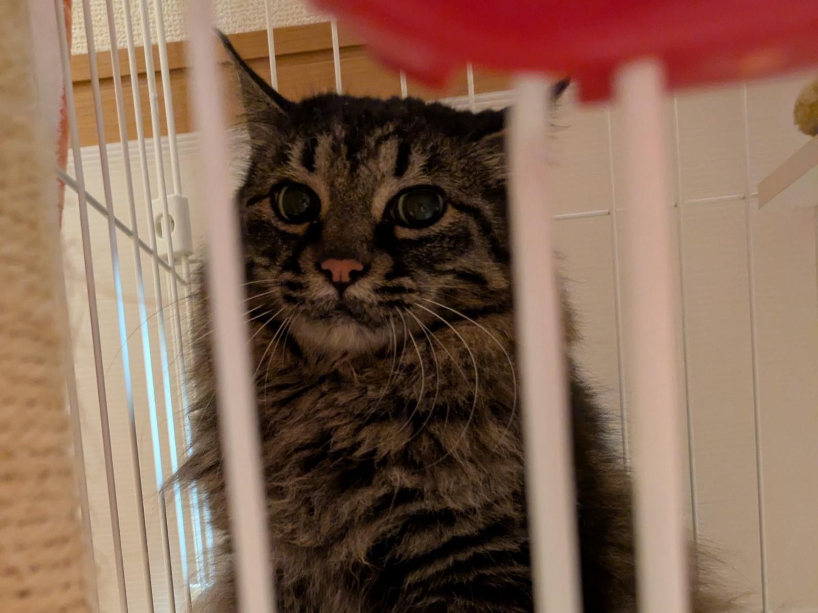 保護された猫 保護された猫