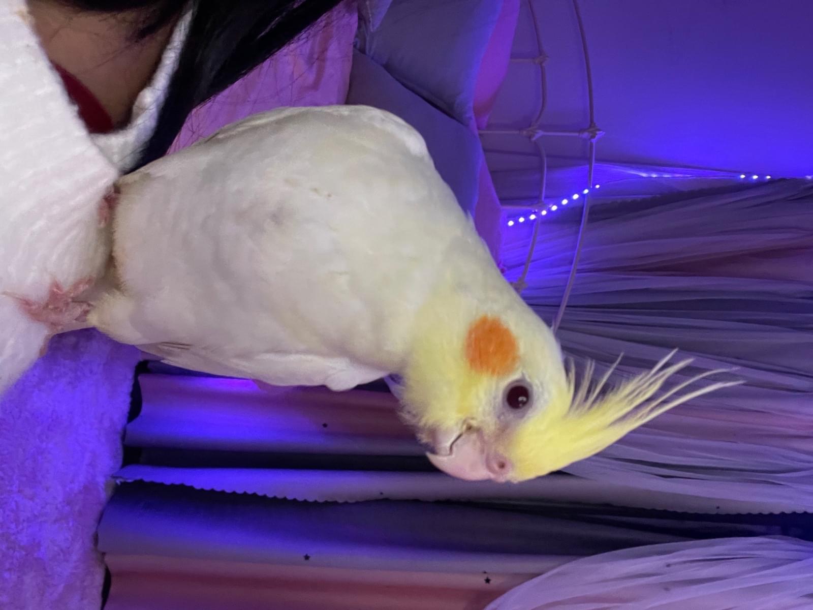 ポヨちゃん ポヨちゃん